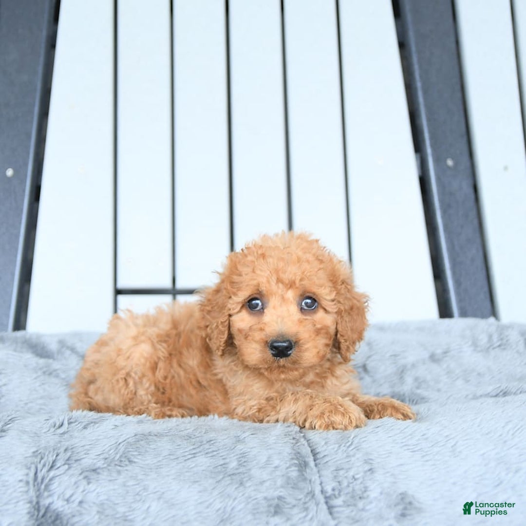 Mini Goldendoodle dogs for sale: Aurora - Image 23