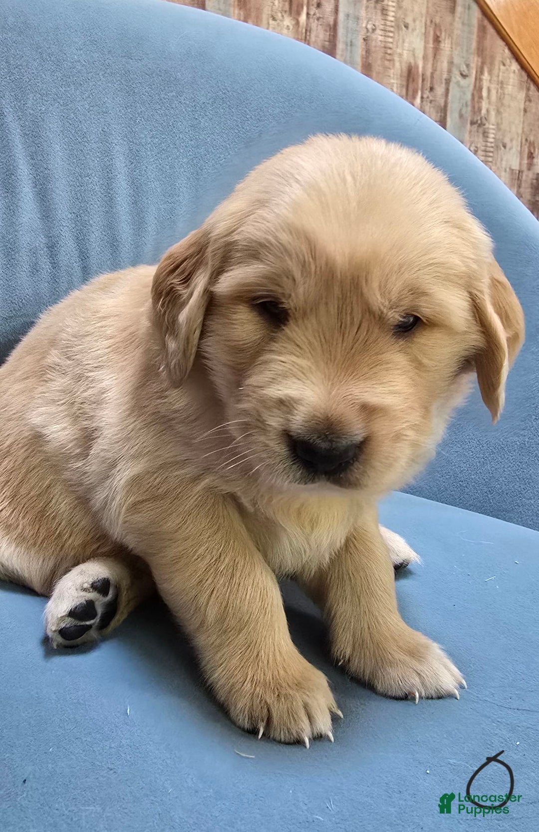 Golden Retriever dogs for sale: Sirius - Image 1