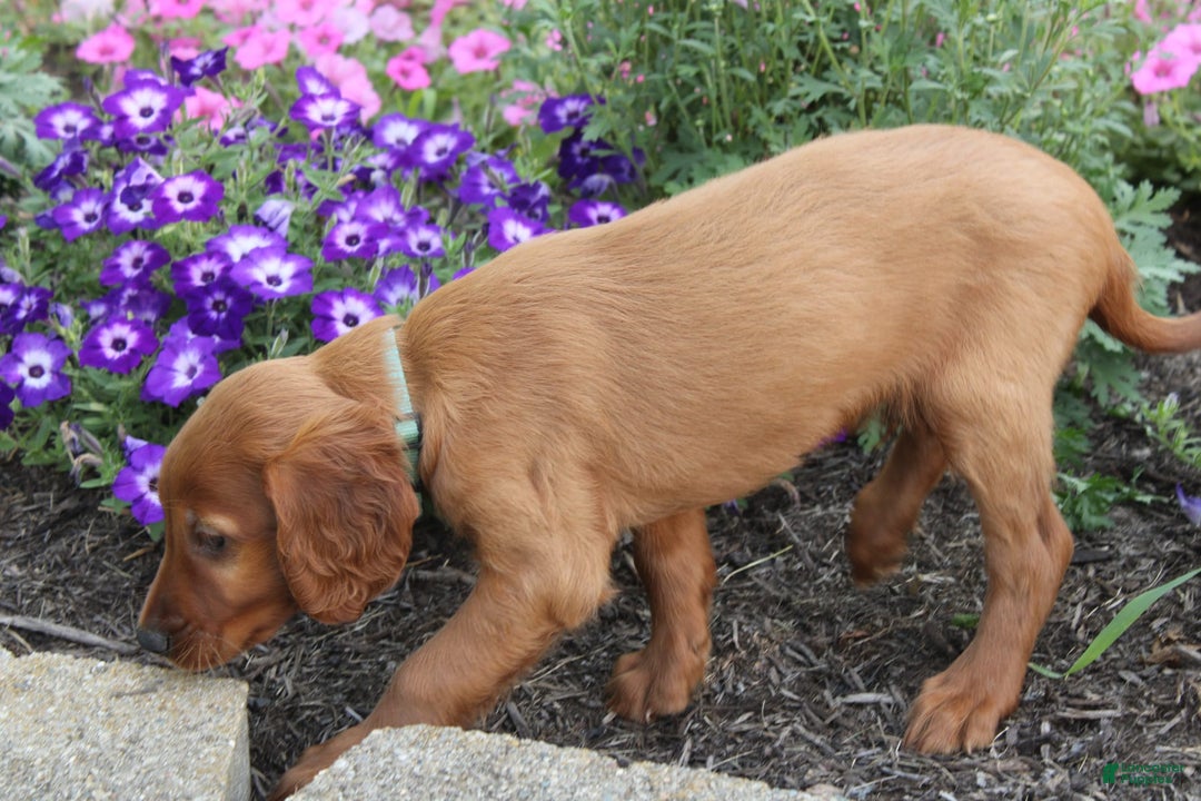 Irish Setter dogs for sale: felix - Image 4