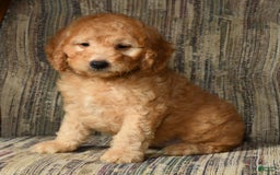 Mini Goldendoodle dogs for sale: Kodak - Image 1