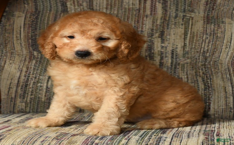 Mini Goldendoodle dogs for sale - Ad 3