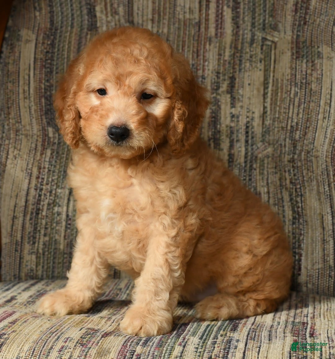 Mini Goldendoodle dogs for sale: Kodak - Image 1