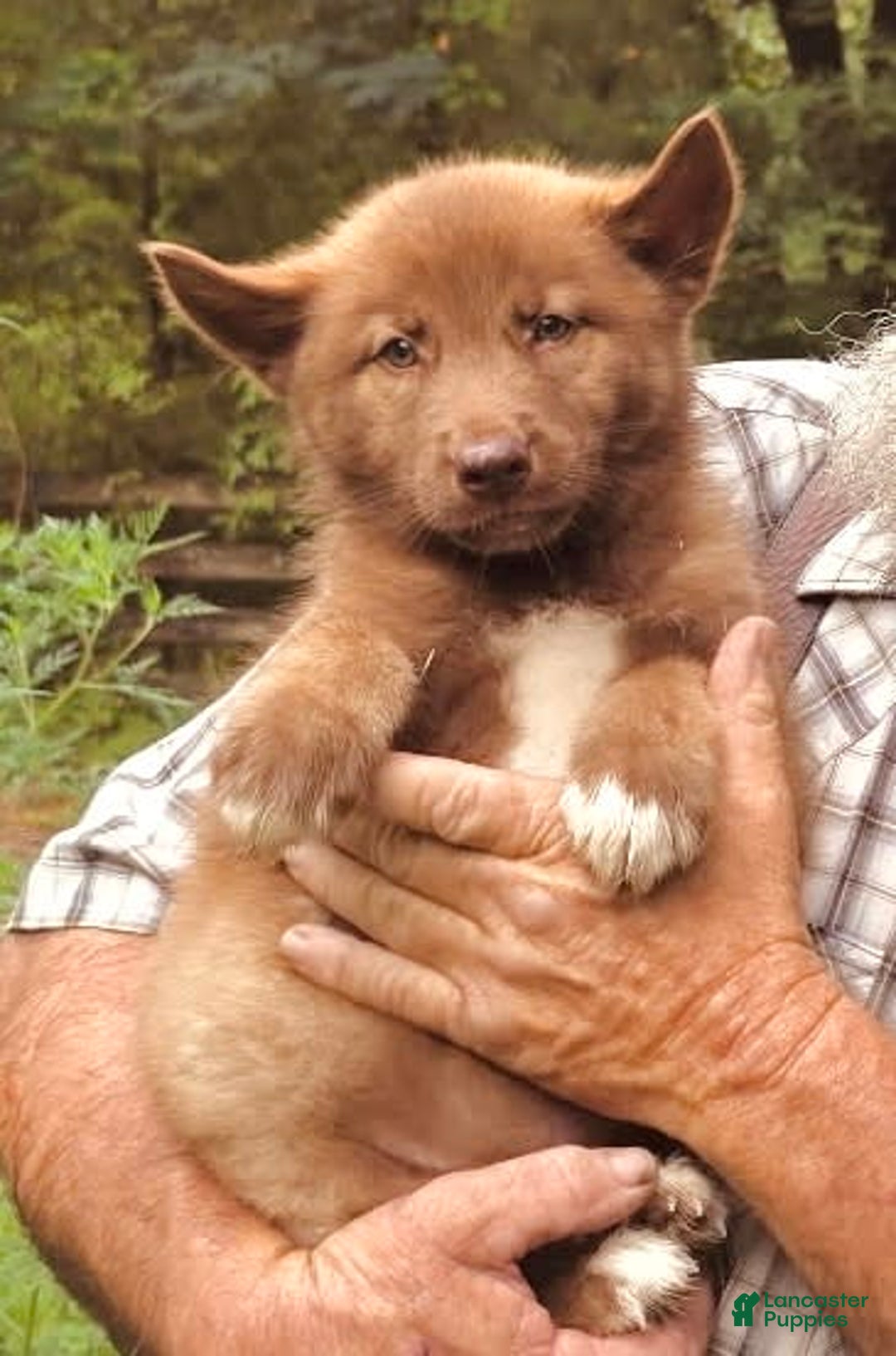 Gerberian Shepsky dogs for sale: Rocky - Image 12