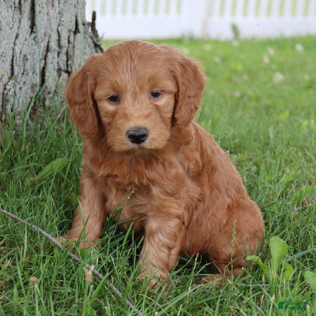 Mini Goldendoodle dogs for sale: Alfonso - Image 2