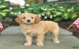 Mini Goldendoodle dogs for sale: Lainey - Image 3
