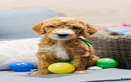 Standard Poodle dogs for sale: Pickles - Image 3
