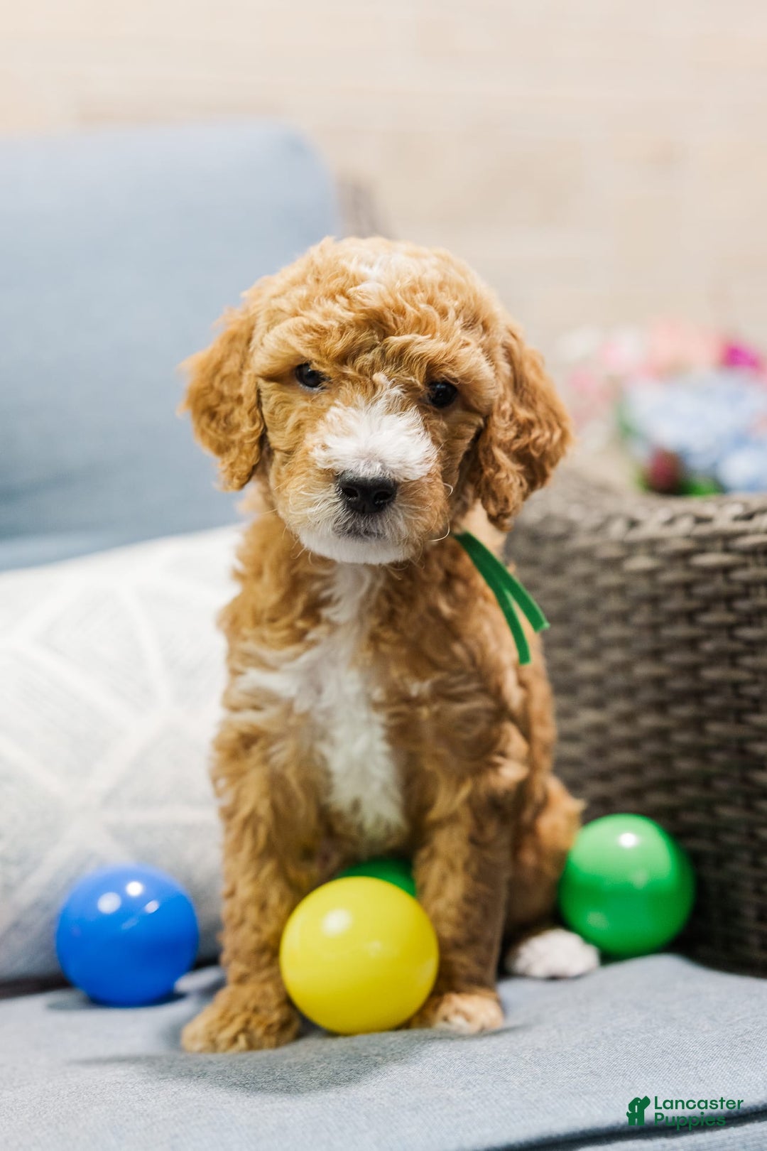 Standard Poodle dogs for sale: Pickles - Image 3