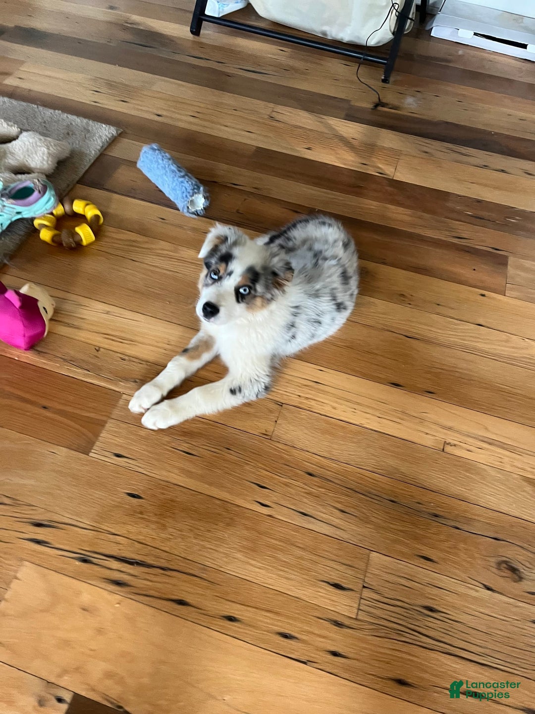 Australian Shepherd dogs for sale: Jojo - Image 19