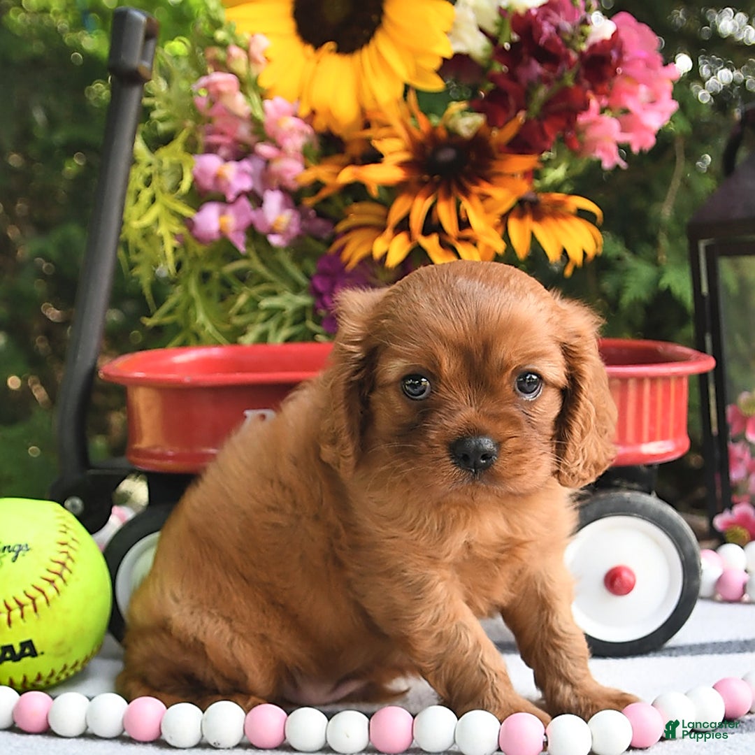 Cavalier King Charles Spaniel dogs for sale: Zander Blake - Image 9