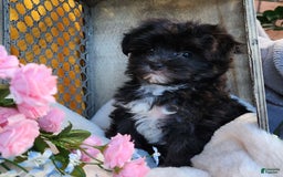 Morkie dogs for sale: Gracie - Image 11
