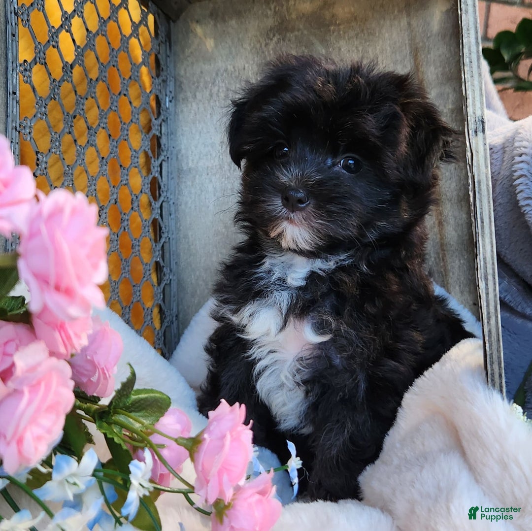 Morkie dogs for sale: Gracie - Image 11