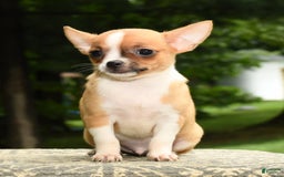 Chihuahua dogs for sale: Leo - Image 4