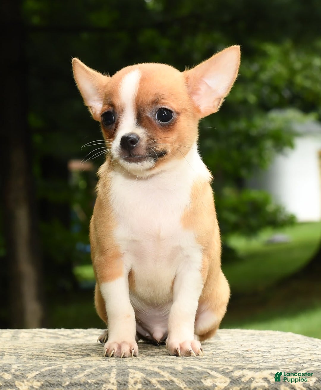 Chihuahua dogs for sale: Leo - Image 4