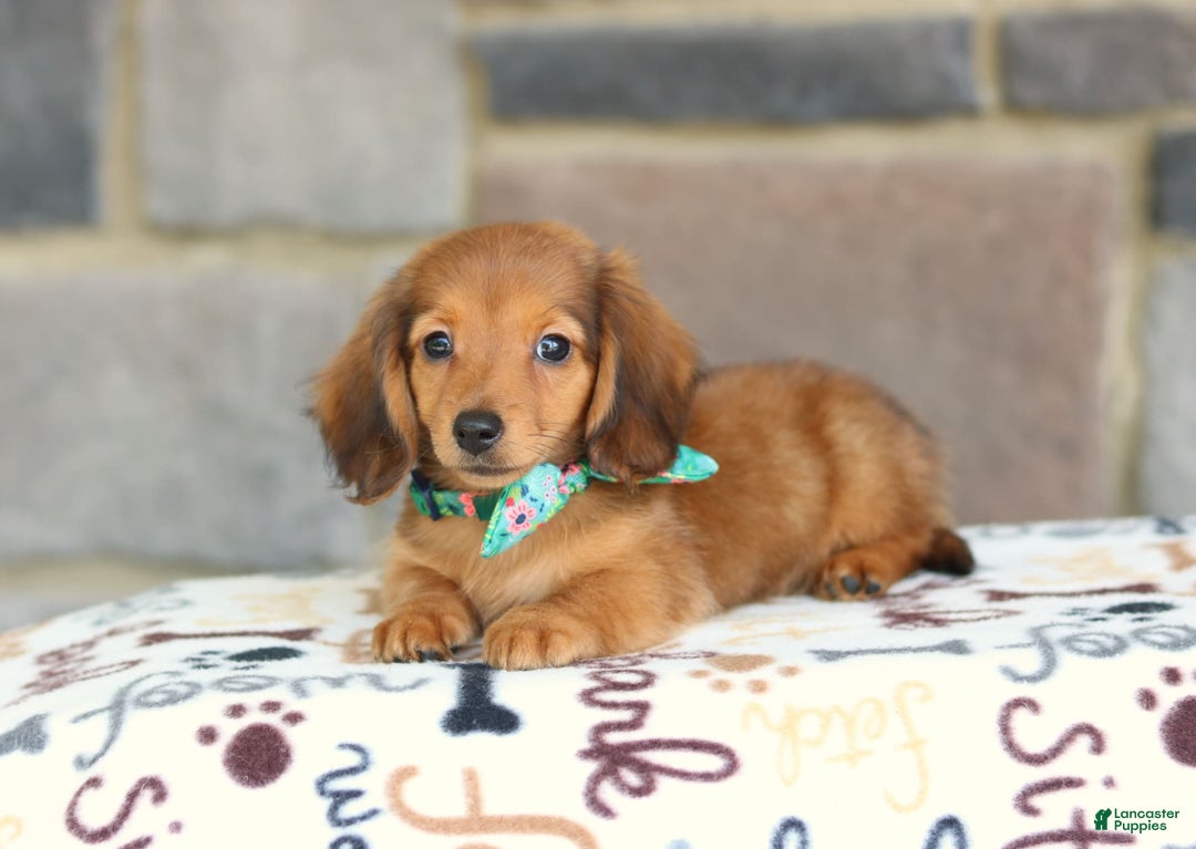 Miniature Dachshund dogs for sale: Queenie - Image 11