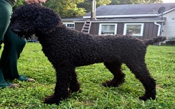 Portuguese Water Dog dogs for sale: Luca - Image 3