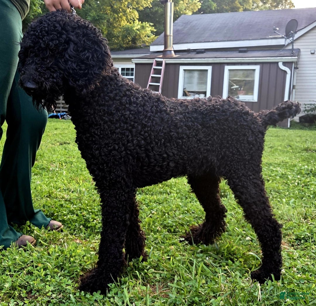 Portuguese Water Dog dogs for sale: Luca - Image 3