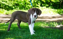 Great Dane dogs for sale: Jack - Image 24