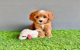 Cavapoo dogs for sale: Willow - Image 1