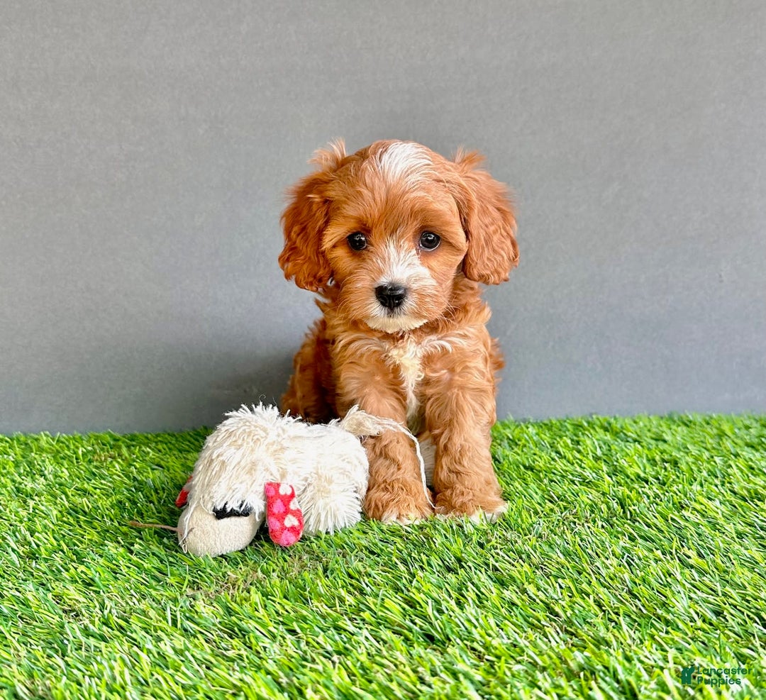 Cavapoo dogs for sale: Willow - Image 1