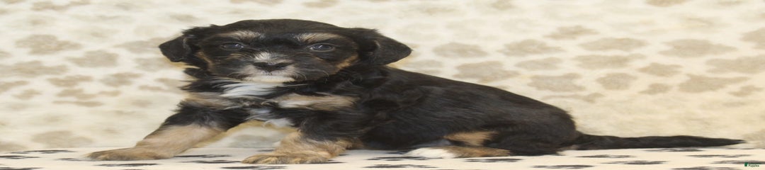 Dixie