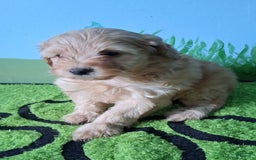 Mini Aussiedoodle dogs for sale: HONEY - Image 5