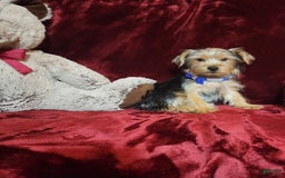 Yorkshire Terrier dogs for sale: Milo - Image 8