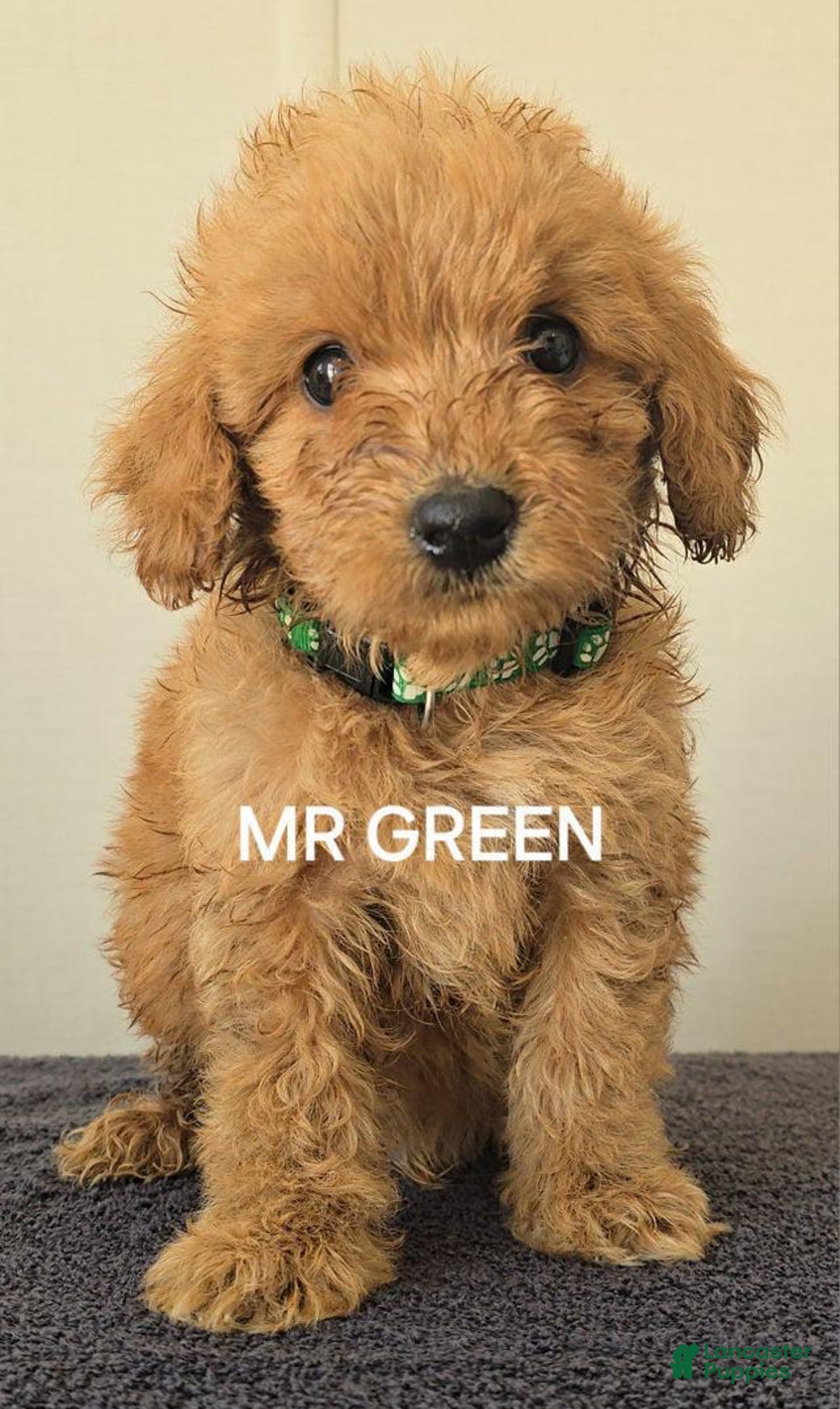  dogs for sale: Mini Goldendoodle 4 puppies - Image 5