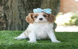 Cavalier King Charles Spaniel dogs for sale: Sasha - Image 10