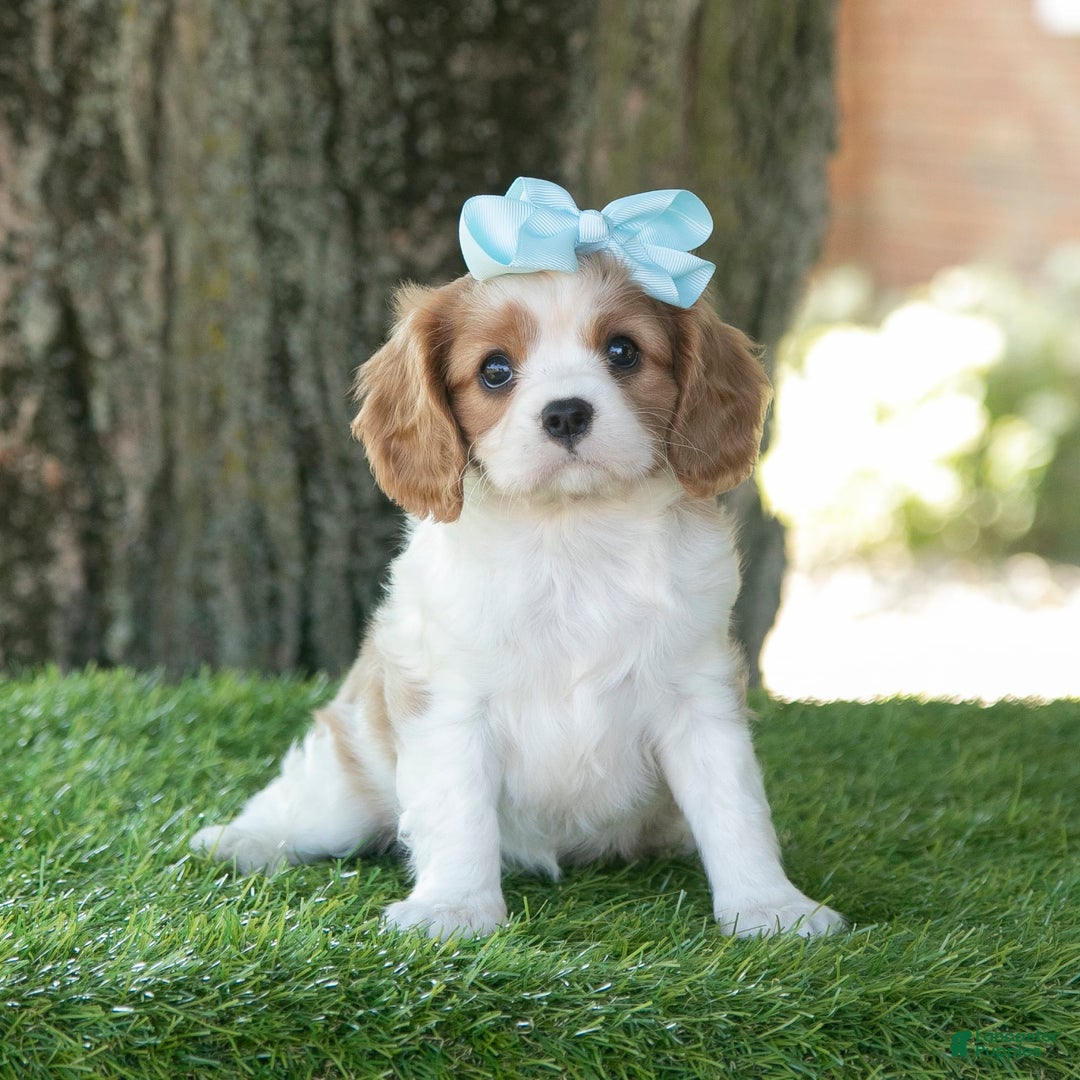 Cavalier King Charles Spaniel dogs for sale: Sasha - Image 10