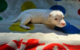 Border Collie dogs for sale: Hissy - Image 14