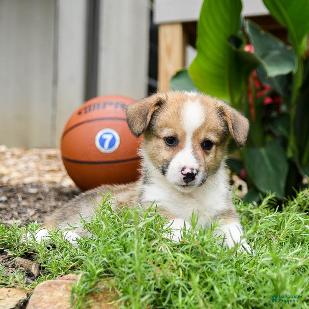 Welsh Corgi Pembroke dogs for sale: Cash - Image 2