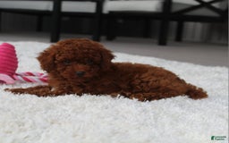 Toy Poodle dogs for sale: Elena - Image 13