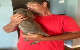 Cane Corso dogs for sale: Black Collar - Image 1