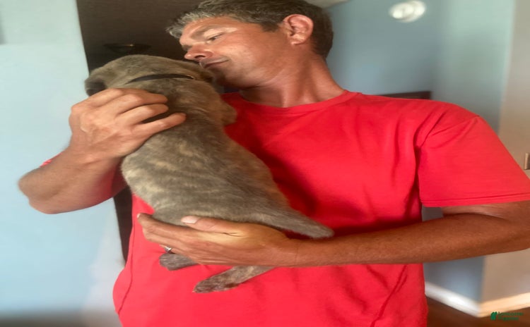 Cane Corso dogs for sale - Ad 1