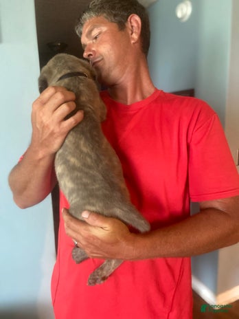 Cane Corso dogs for sale - Ad 1