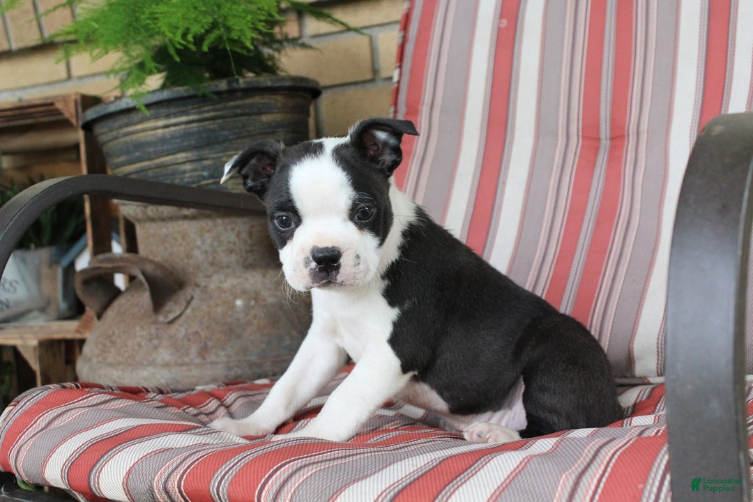 Frenchton dogs for sale: Tundra - Image 3