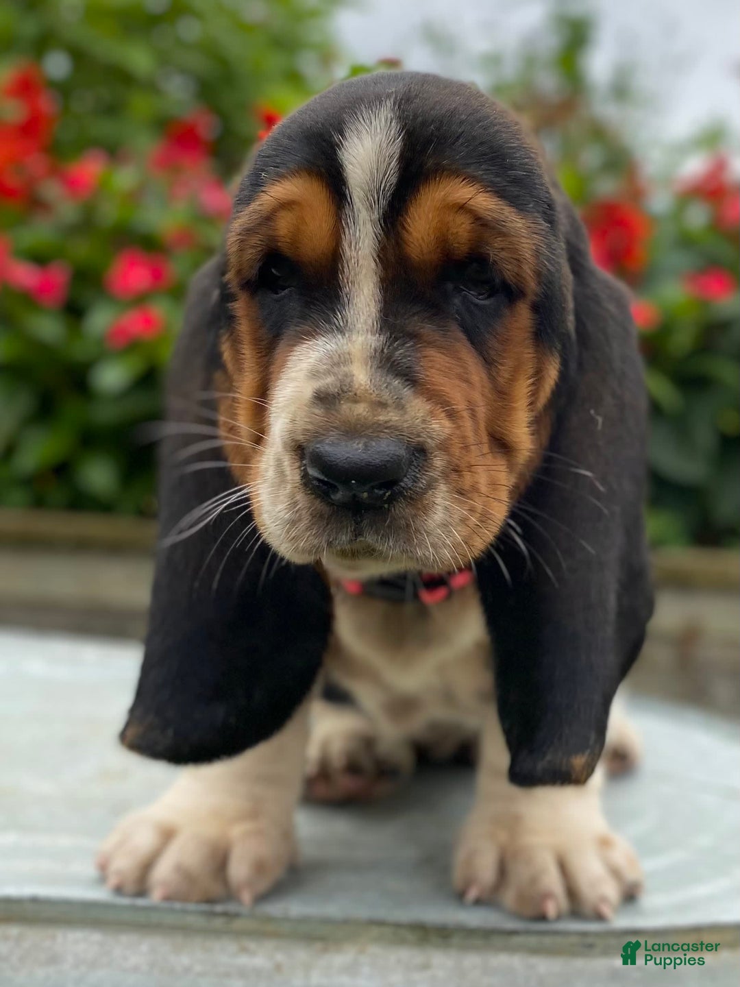 Basset Hound dogs for sale: Sally - Image 2