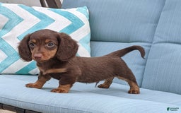 Miniature Dachshund dogs for sale: Coco - Image 8