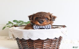Toy Poodle dogs for sale: Grant - Image 5