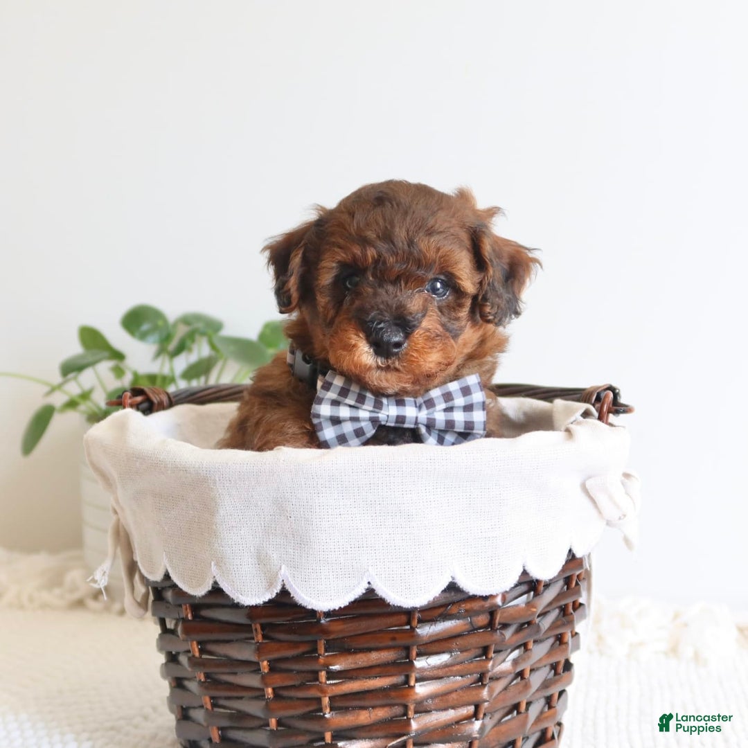 Toy Poodle dogs for sale: Grant - Image 5