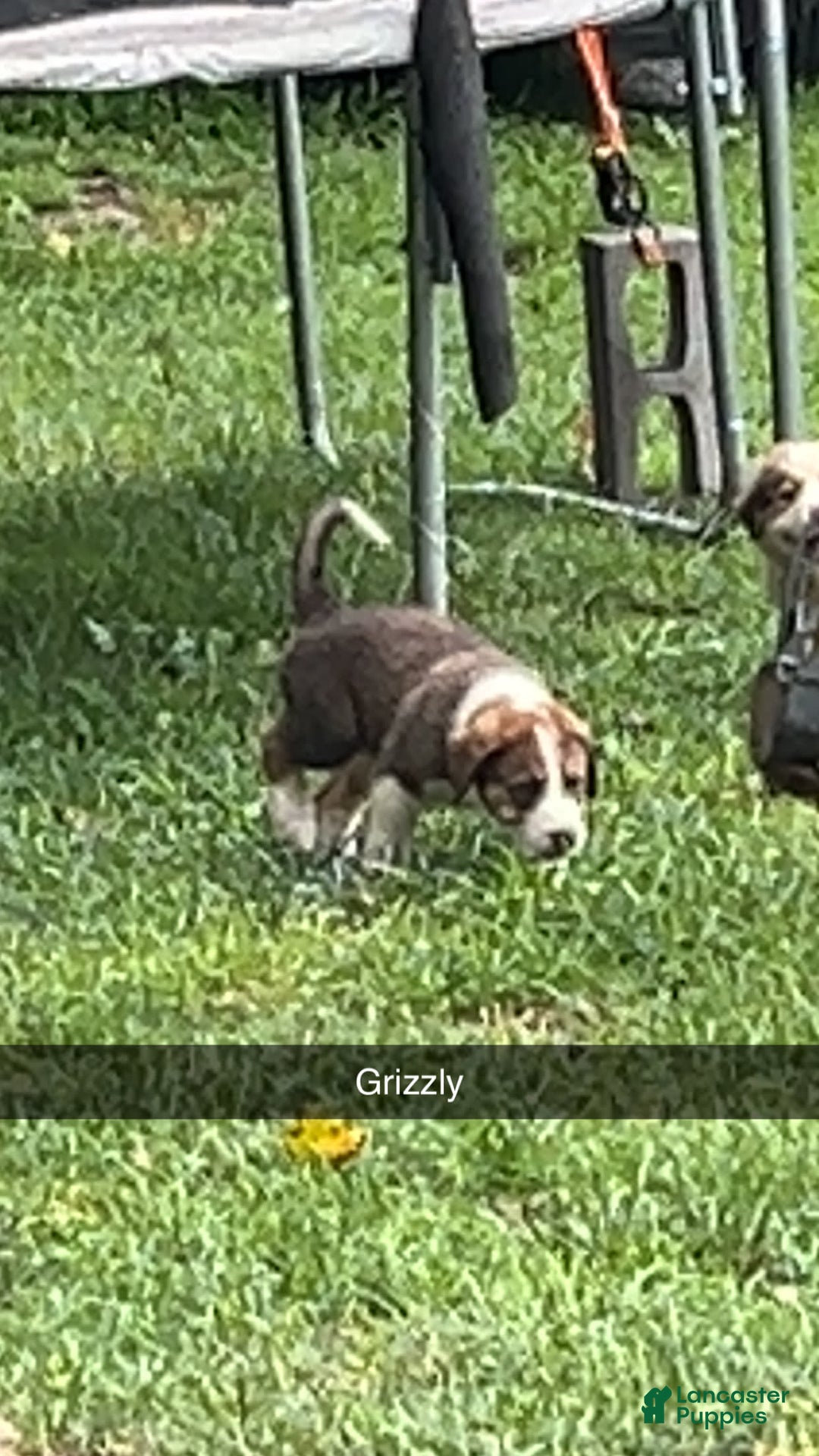 Great Pyrenees dogs for sale: Grizzly - Image 4