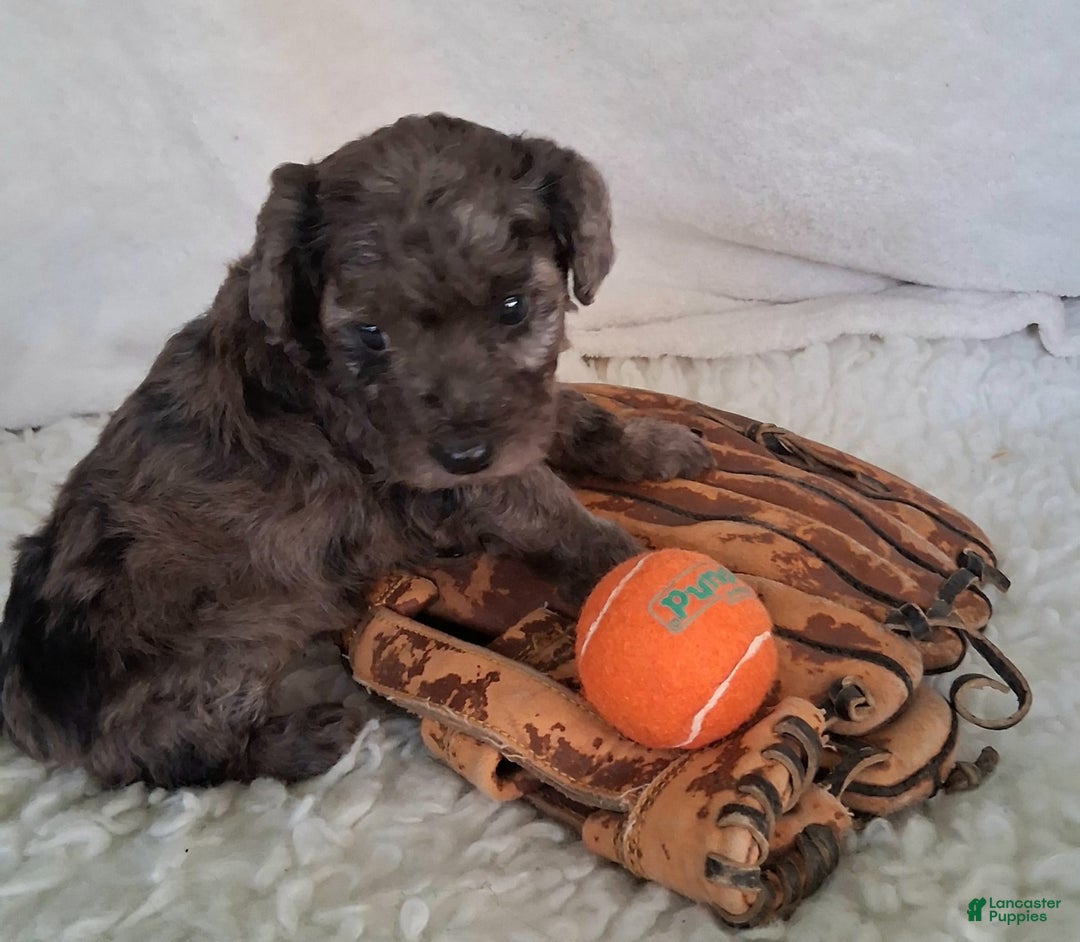 Mini Aussiedoodle dogs for sale: Basil - Image 2