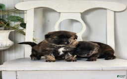 German Shepherd dogs for sale: Roxy - Image 1