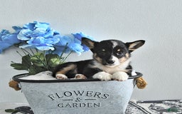 Welsh Corgi Pembroke dogs for sale: Velvet - Image 3