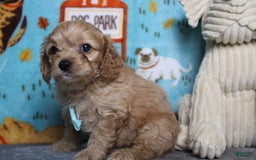 Cavapoo dogs for sale: Phoenix - Image 13
