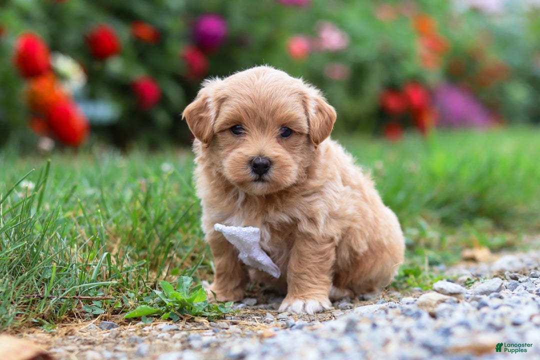 Maltipoo dogs for sale: Tommy - Image 2