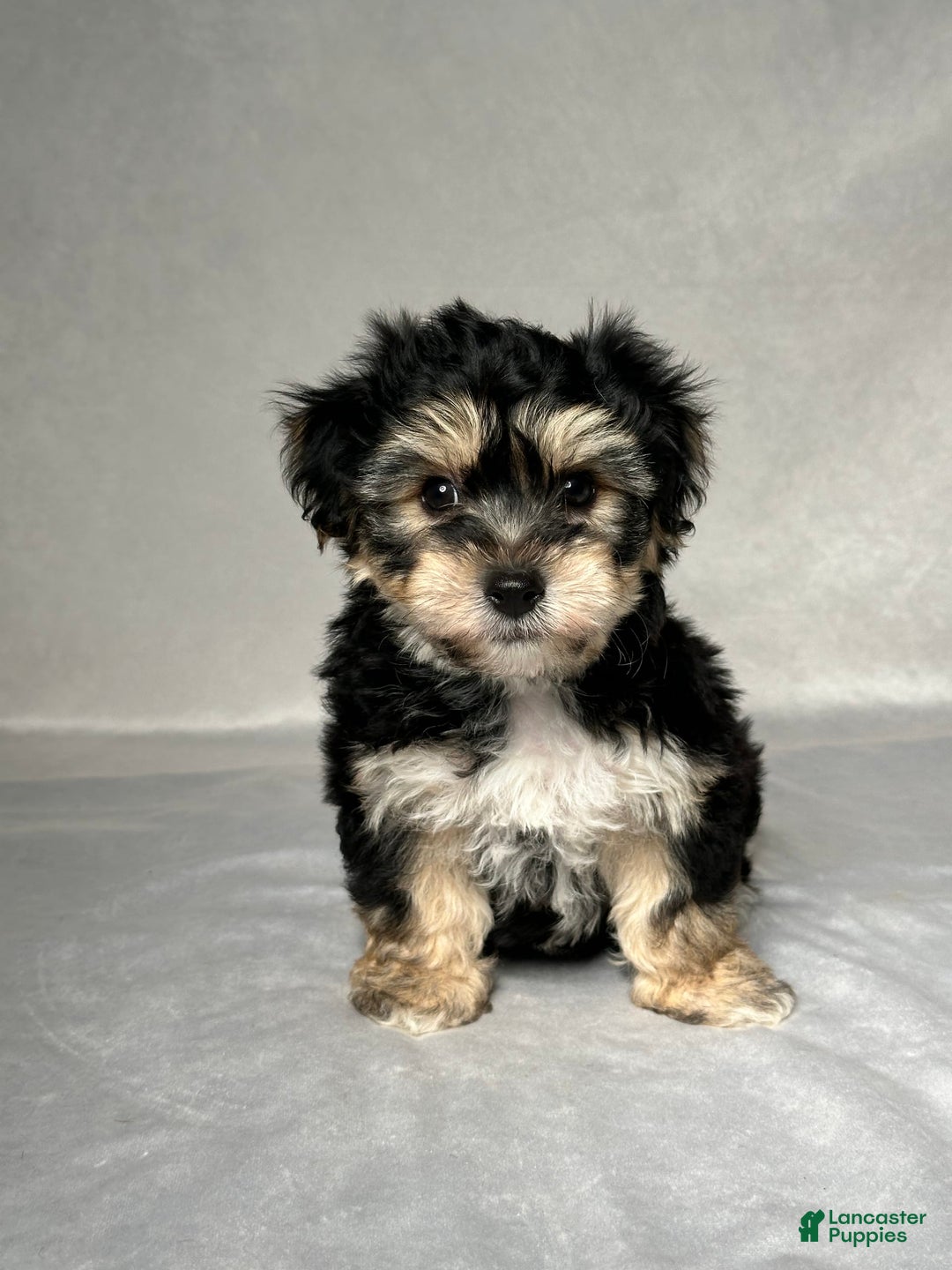 Yochon dogs for sale: Ryan - Image 1