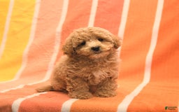 Bichpoo dogs for sale: Missy - Image 1