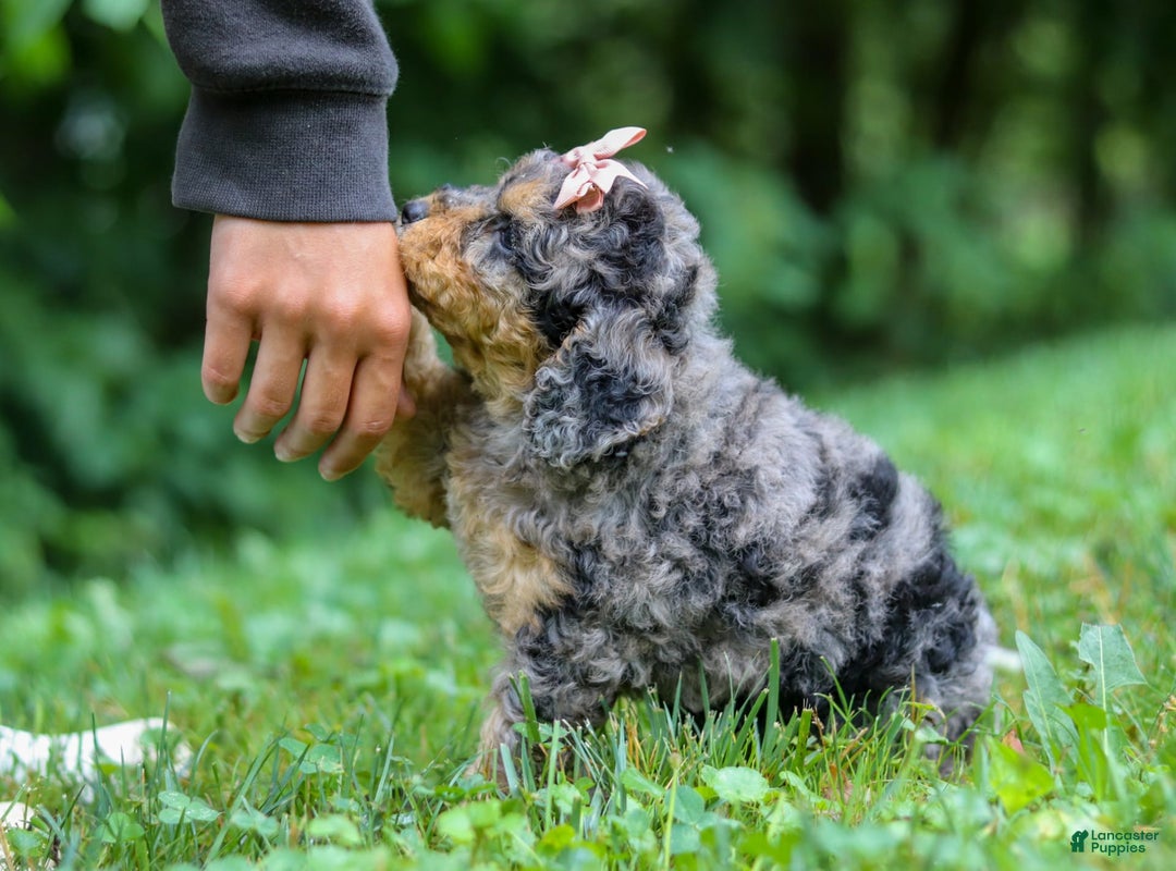 Cockapoo dogs for sale: Angela - Image 18