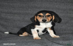 Australian Shepherd dogs for sale: Australian Shepherd 5 puppies - Image 6